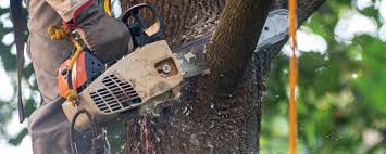 Tree Removal Services